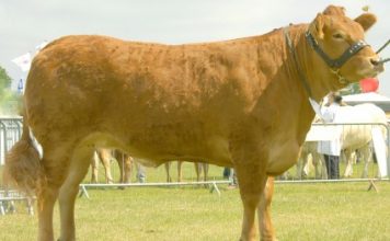 National Limousin Pedigree Herd Competition : South East Regional Winners