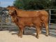 MISCOMBE LIMOUSIN HERD DISPERSAL SEES COWS AVERAGE OVER £6000, AND A TOP OF £12,600