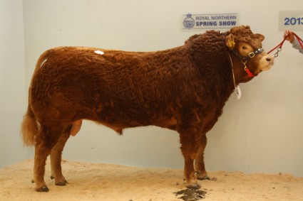 Buchaam Gigantic 7,000gns