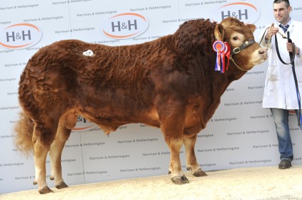 Millbrow George  - Senior & Supreme Champion