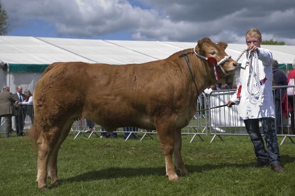 Overall Beef Champion and Champion of Champion - Glenrock Fantastic 