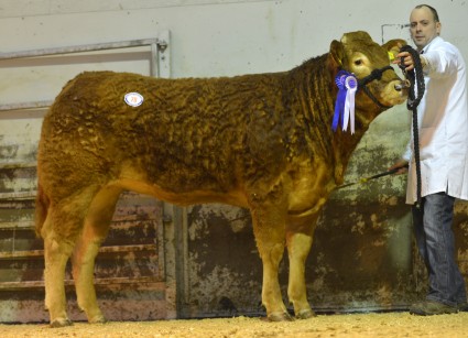 Overall Reserve Female Champion, Croobview Grace, 2,500gns