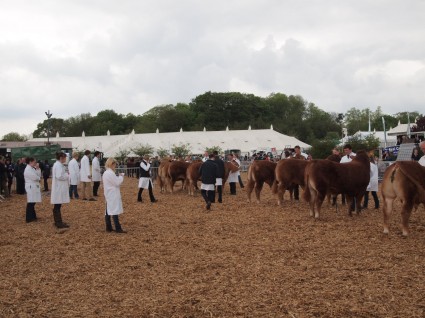 YLBC Stockjudging at Devon Show