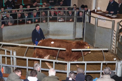 Frewstown Sale Ring