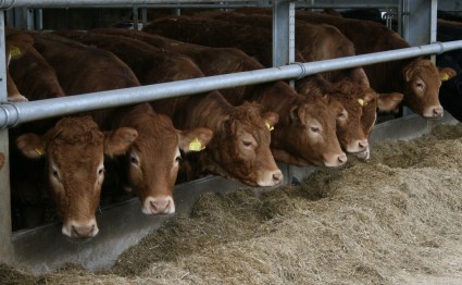 heifers at feed barrier 2[1]
