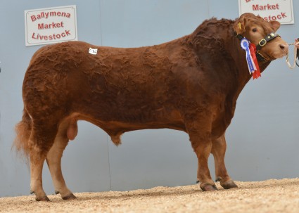 Ballyrobin Gifted 4,300gns