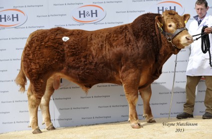 Haltcliffe Genial - 13,000gns