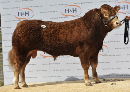 Haltcliffe Gentry - 15,000gns