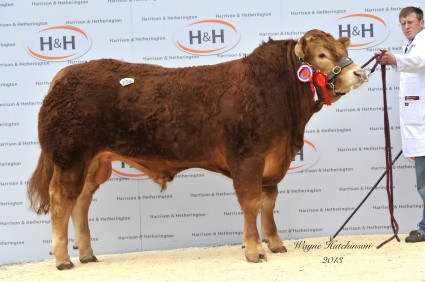 Intermediate Male Champion Goldies Goldfinger 21,000gns