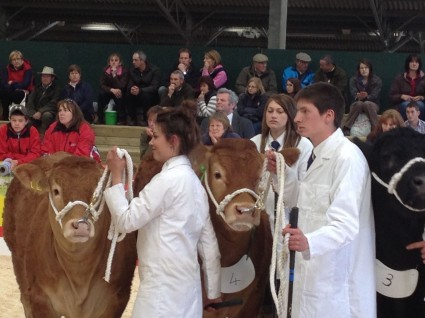 Limousin Team of Millie, Nia & Jim