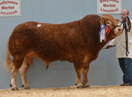 Lynderg Governor 4,200gns