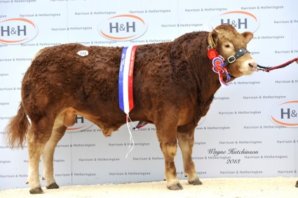 Overall Champion Craigatoke Halo