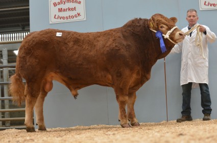 Scotchtown Golddigger 6,100gns