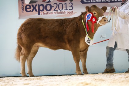 Baby Beef Champion Miss Top