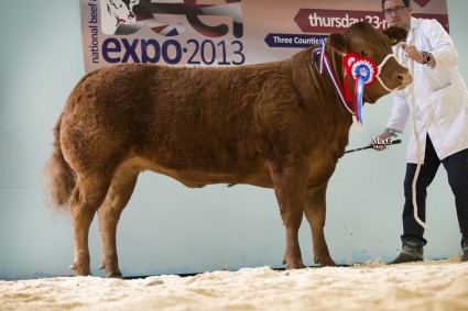 Overall & Heifer Champion Temptation