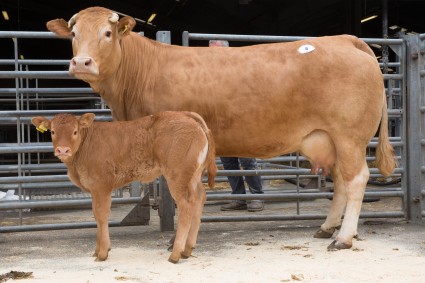 Carlton Baroness 7000gns