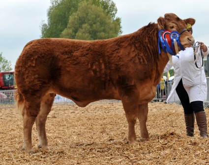 Individual Interbreed Champion Limousin 'Foxhill Gracie' from Mr & Mrs MJ Alford  Devon