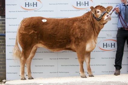 Grahams Gayla 17000gns