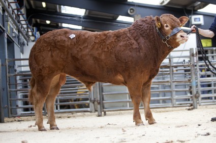 Haltcliffe Hercules 10000gns