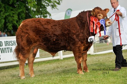 Male Champion Maraiscote Hop