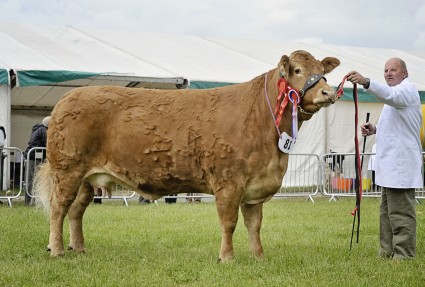 Ironstone Cinderella.Interbreed Champion Northumberland Show