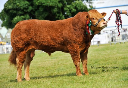 Ardglasson Highlander - Res Male Champion Limousin