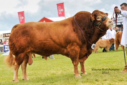 Senior Bull Diablo