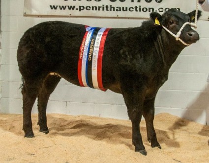 Watabootie pictured at Penrith Potential Sale £5,200