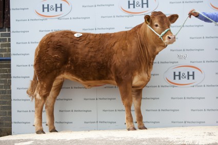 Whinfellpark Hazel 5500gns