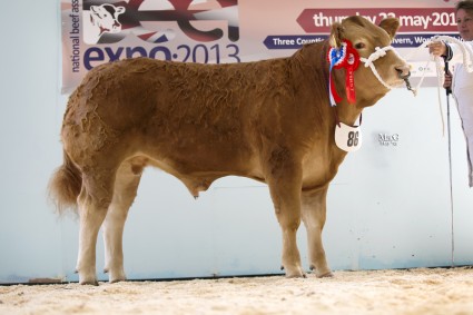 Overall Steer Champion Harlem Shake