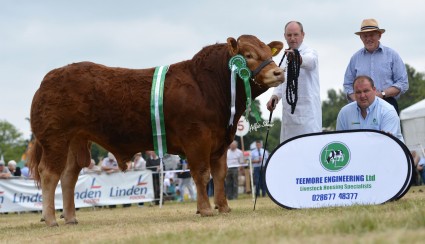 Bull Champion Lynderg Hero