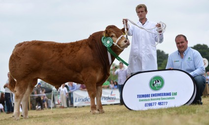 Bull Reserve Champion Donnelly Hernando