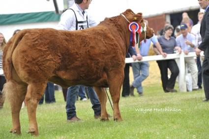 Commercial champion from John Lyon with Temptation