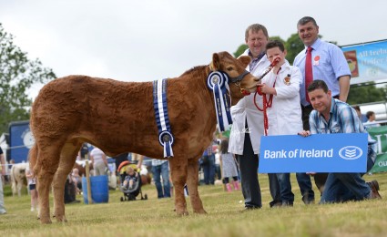 Heifer Champion Ardnacrusha Hilarious