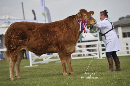 Interbreed Champion at the 2013 Yorkshire Show Foxhillfarm Gracie