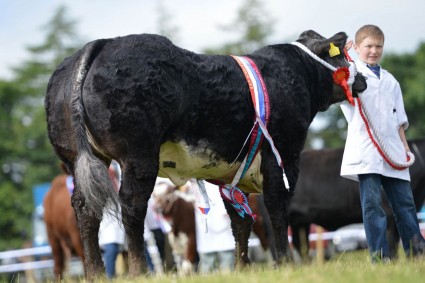 James Alexander's Limousin-sired heifer Eddie Rocket