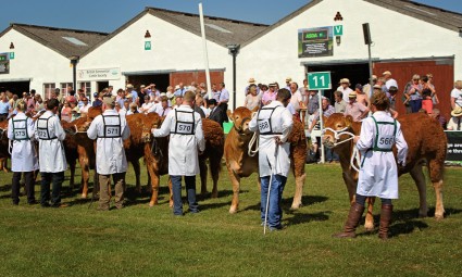 Junior Limousin Heifer Line-up