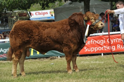 Millington Hawk - Junior Male Champion