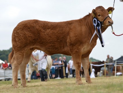 Reserve Heifer Champion Elite Hope