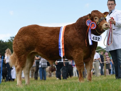 Bull Champion Gorrycam Hunter