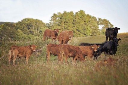 Group of Cattle