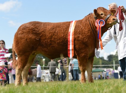 Heifer Champion Claragh Heidi