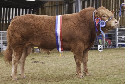 Limousin Grand Prix Overall Champion Ardglasson Highlander