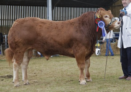 Reserve Male Champion Glenrock Highwayman