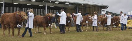 Young Bull class being judged