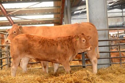 Glenrock Eternity 3500gns and Glenrock Hermonie 2400gns