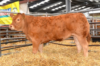 Glenrock Icemaiden 8000gns