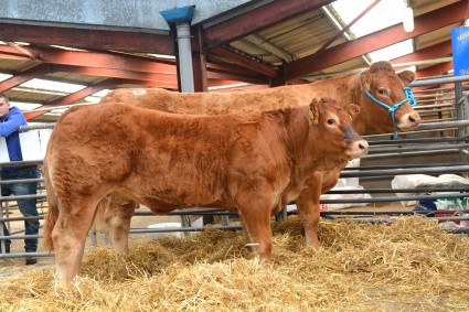 Millbrow Elaine and Her calf Millbrow Iona 9000gns.