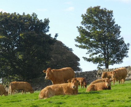 Tomschoice Cows