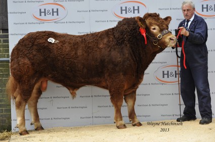 Ampertaine Hallmark - 11,000gns